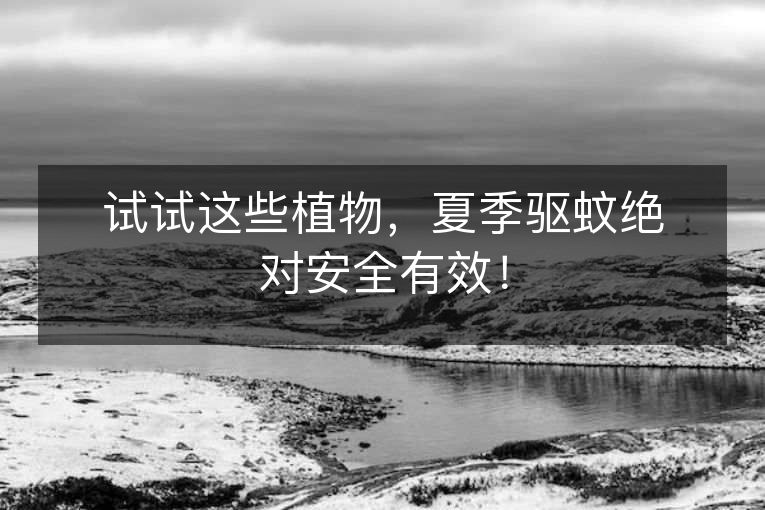 试试这些植物,夏季驱蚊绝对安全有效! 试试这些植物,夏季驱蚊绝对安全有效!